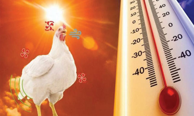 Hướng dẫn công tác phòng, chống nắng nóng cho vật nuôi